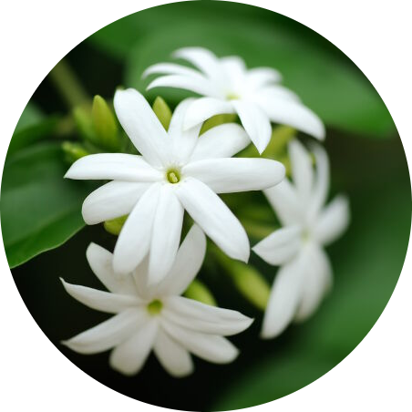 jasmine