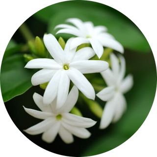 jasmine