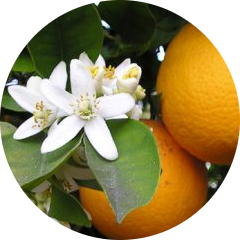 orange blossom