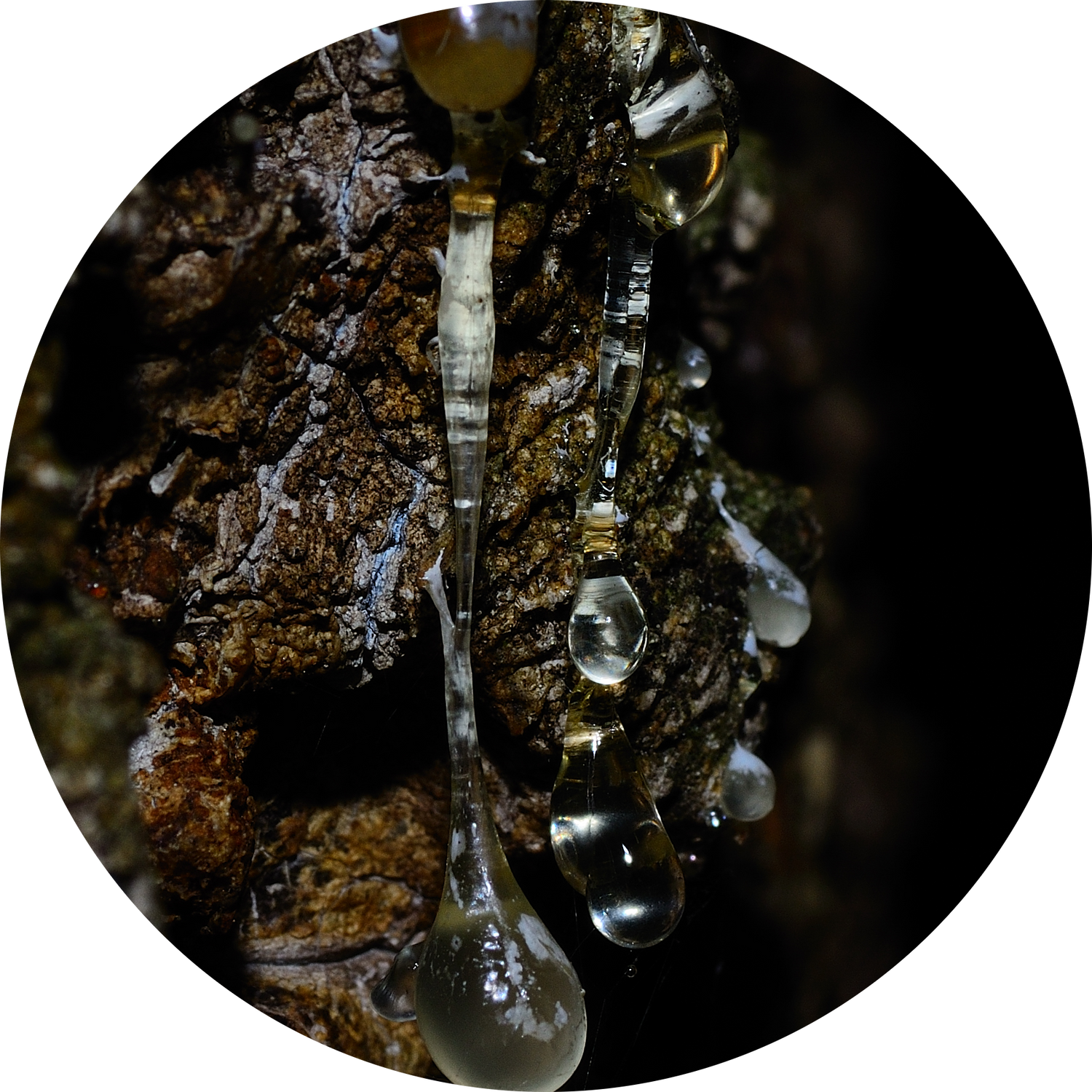 fir resin
