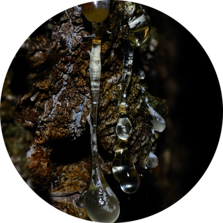 fir resin