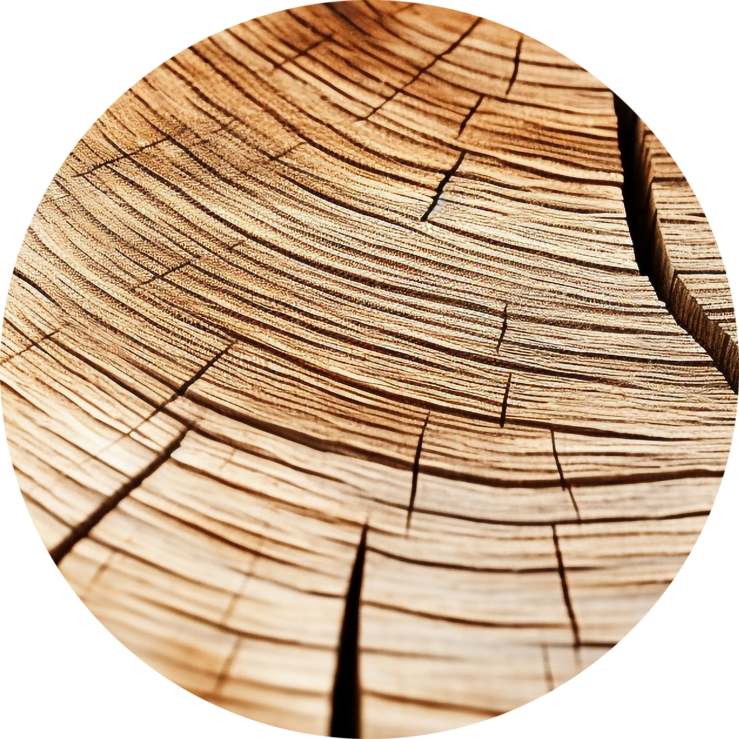 Birch