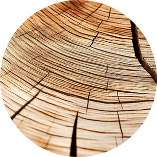 Birch