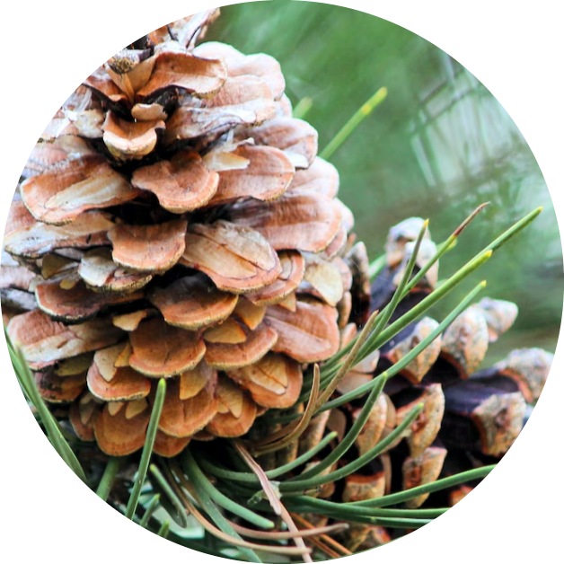 Cedar