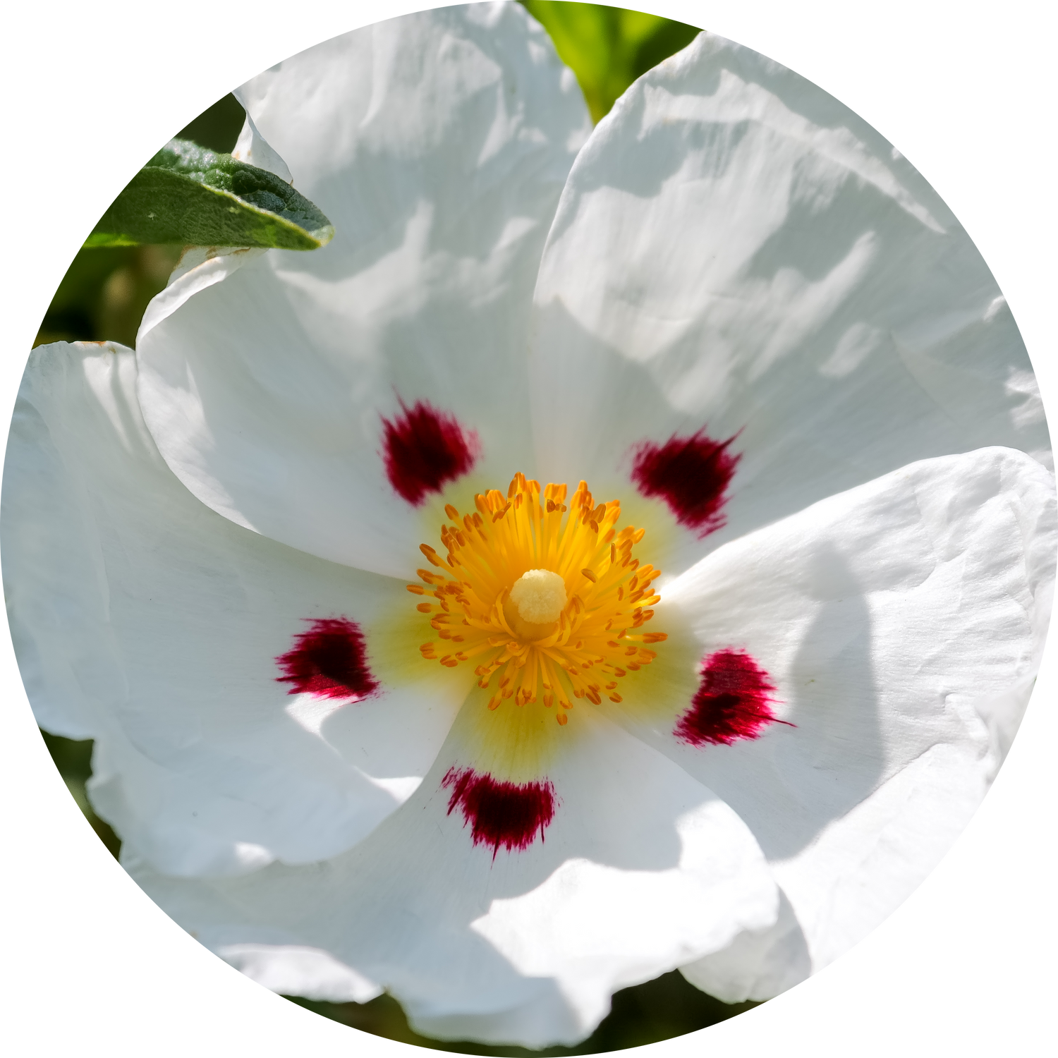 Cistus