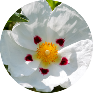 Cistus