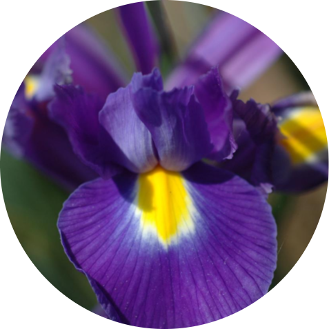 iris