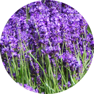 lavender
