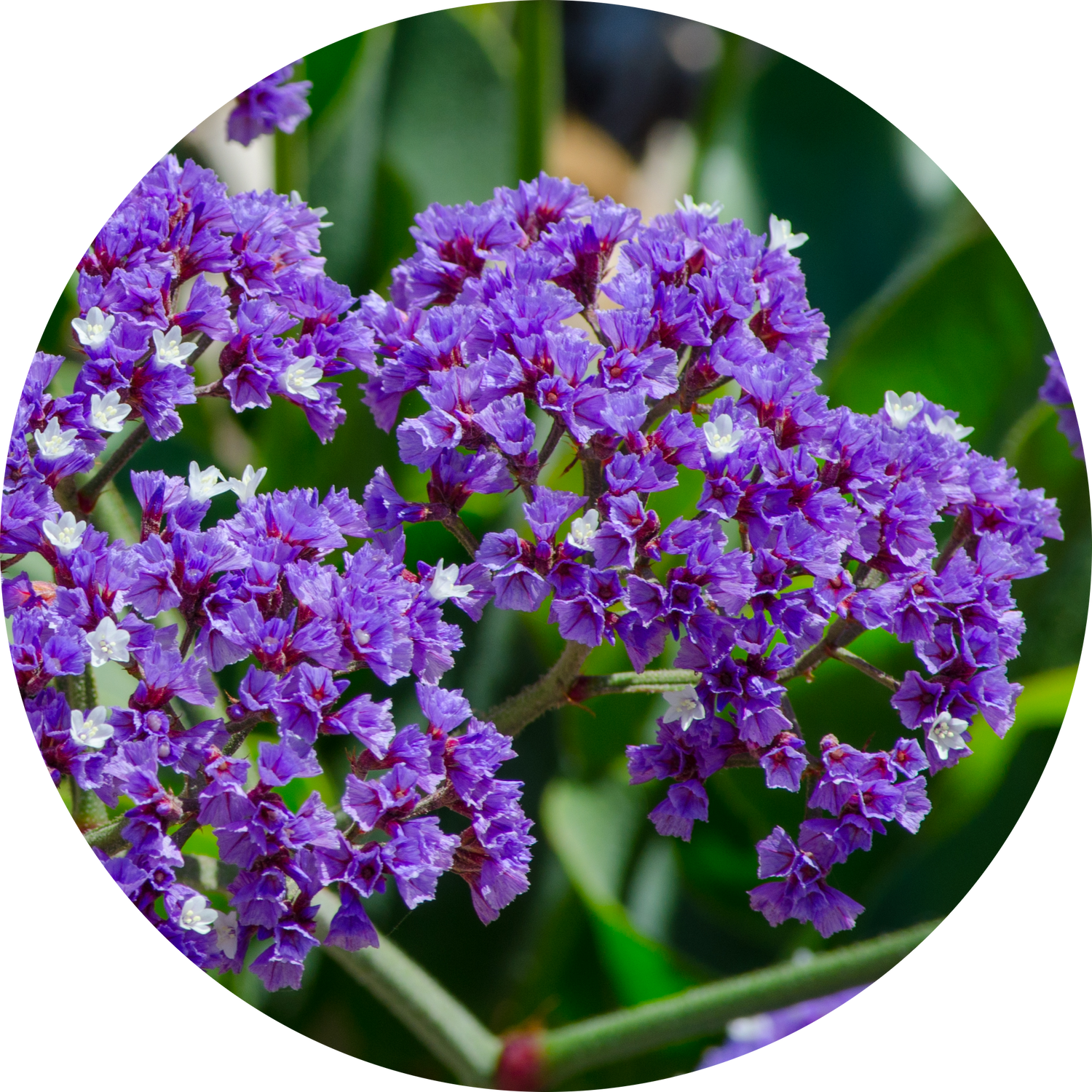 heliotrope