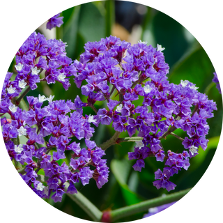 heliotrope