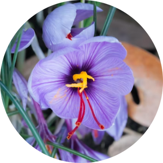 saffron