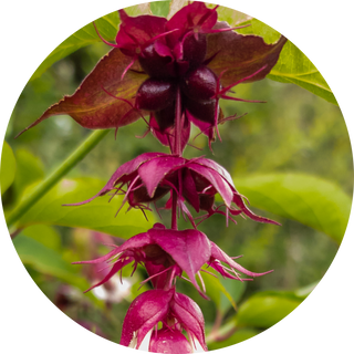 nutmeg flower
