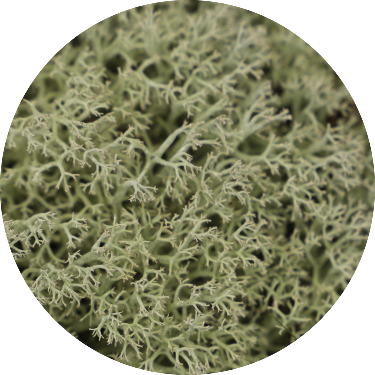 oakmoss