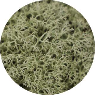 oakmoss