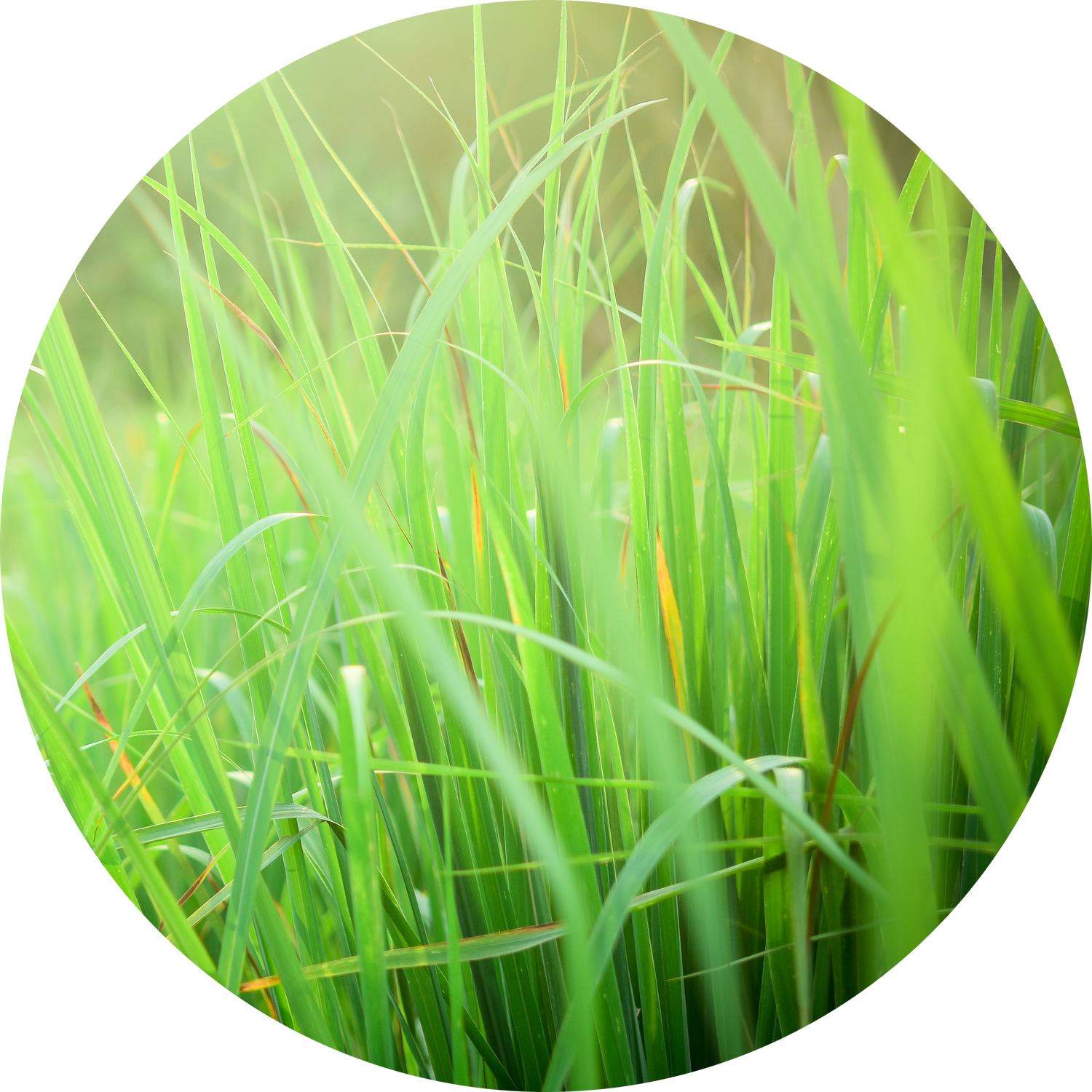 Vetiver