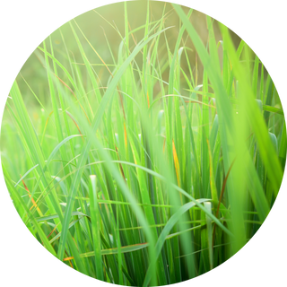 Vetiver