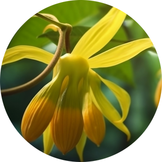 ylang-ylang
