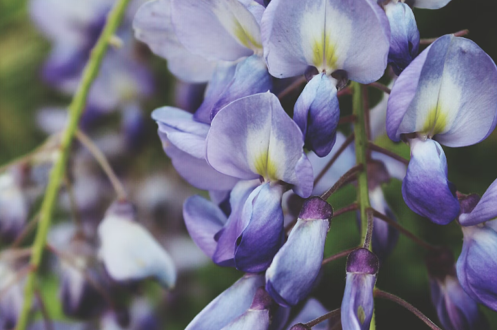 Floral Notes